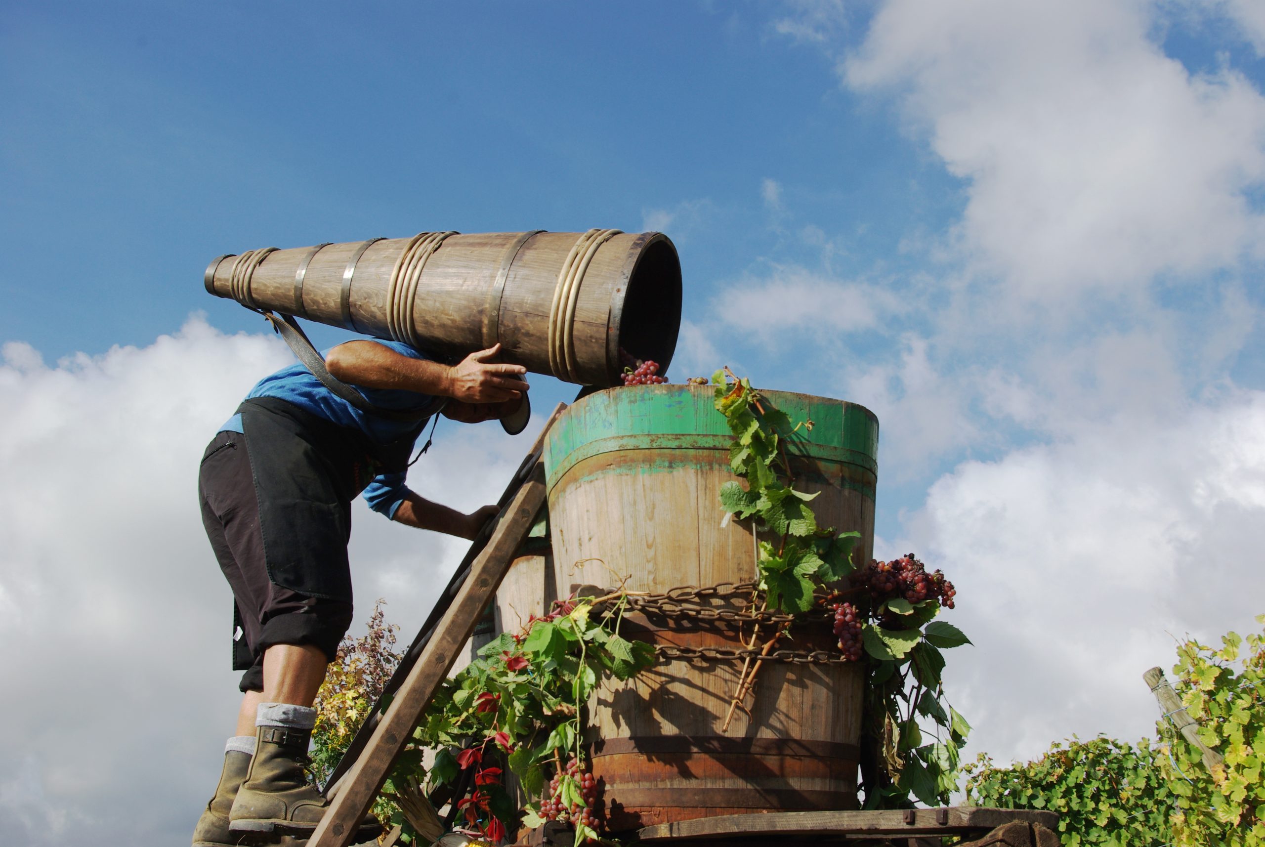 Les secrets du bon vin Alsacien - Photo Guy Wurth